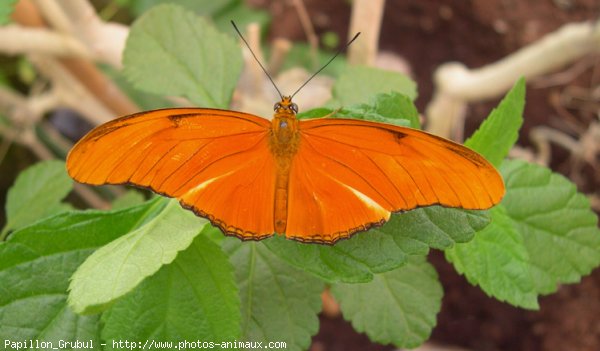 Photo de Papillon