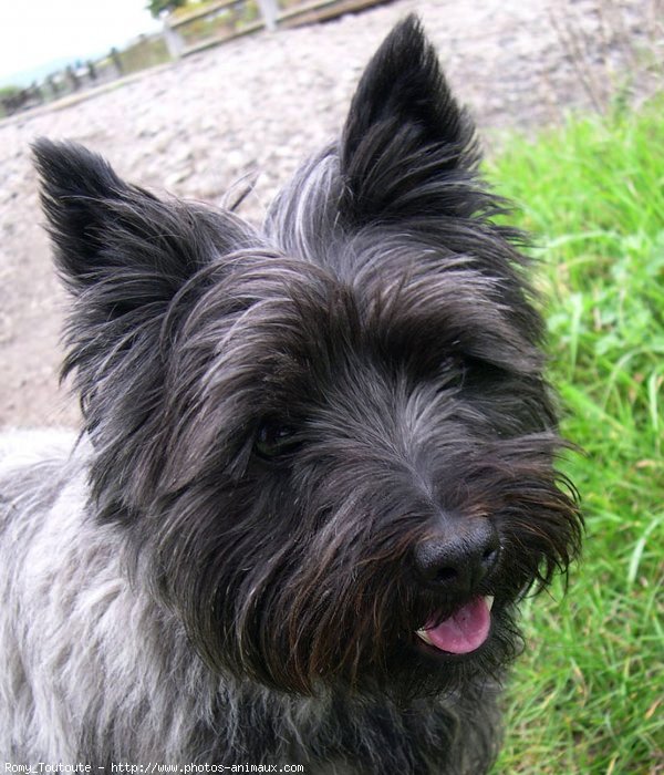 Photo de Cairn terrier