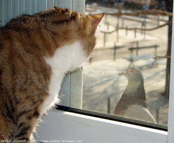 Photo de Chat domestique