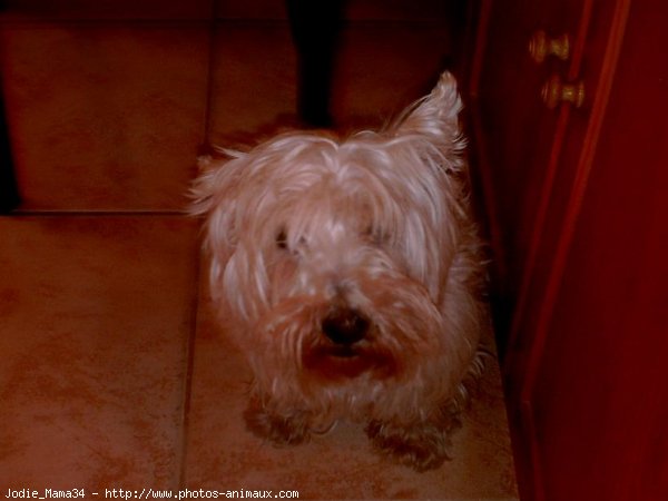 Photo de West highland white terrier