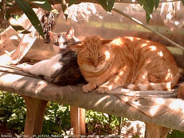 Photo de Chat domestique