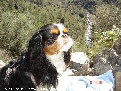 Photo de Cavalier king charles spaniel