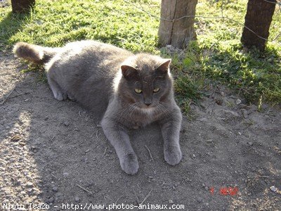 Photo de Chartreux