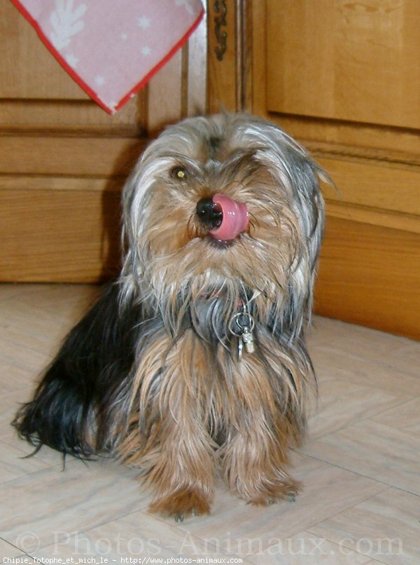 Photo de Yorkshire terrier