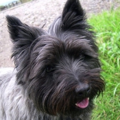 Photo de Cairn terrier