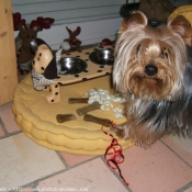 Photo de Yorkshire terrier