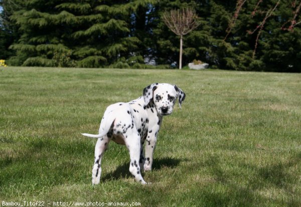 Photo de Dalmatien