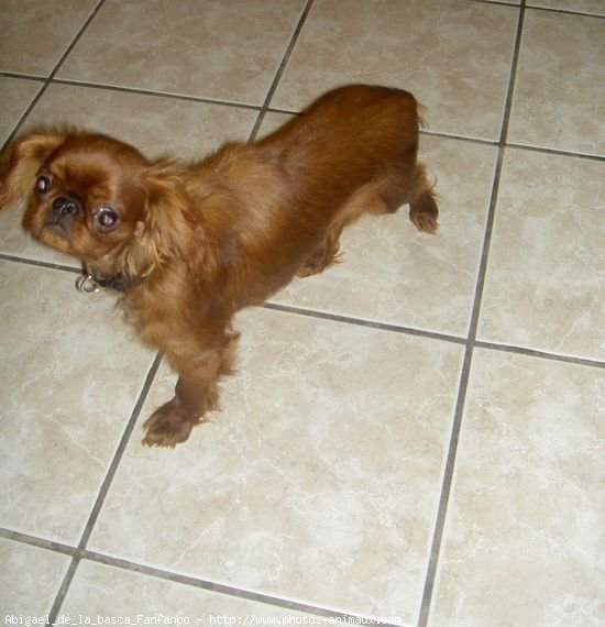 Photo de King charles spaniel