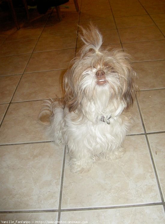 Photo de Shih tzu