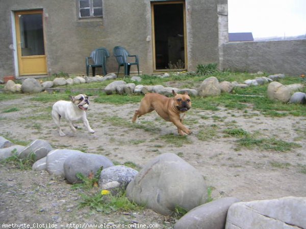 Photo de Bouledogue franais