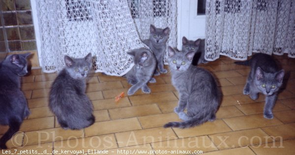 Photo de Chartreux