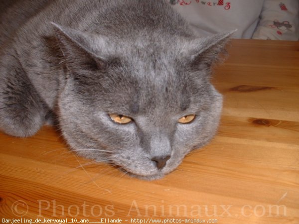 Photo de Chartreux