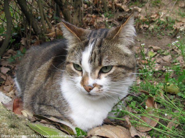 Photo de Chat domestique