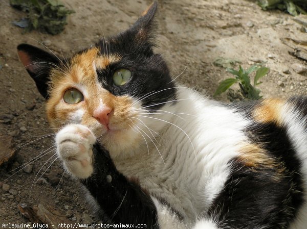 Photo de Chat domestique