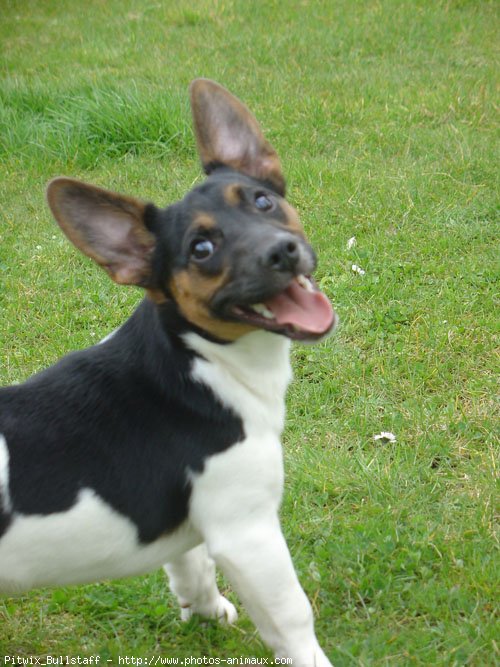 Photo de Jack russell terrier