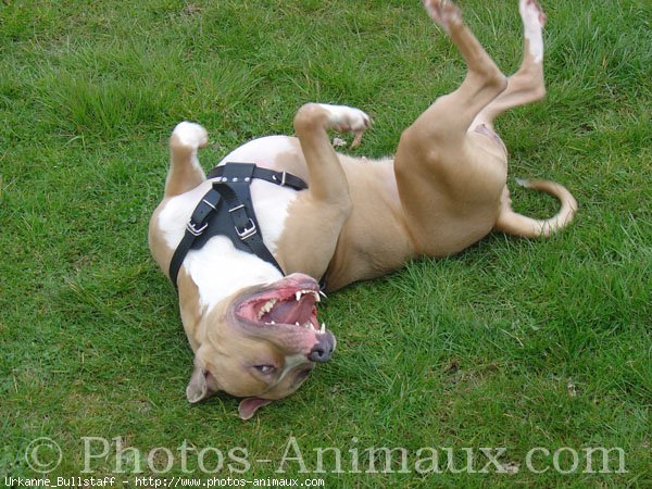 Photo d'American staffordshire terrier