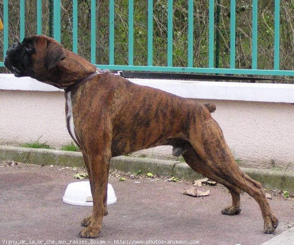 Photo de Boxer