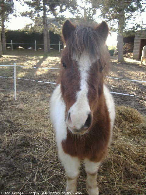 Photo de Shetland