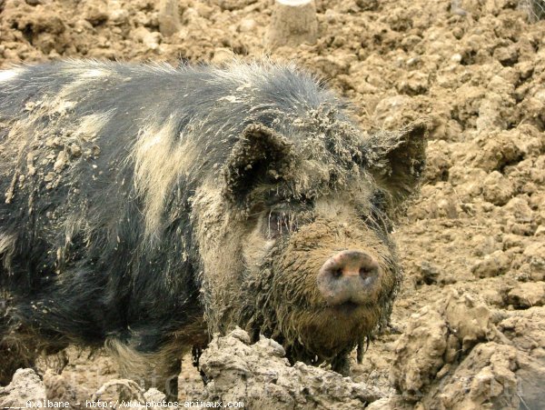 Photo de Cochon