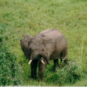 Photo d'Elphant d'afrique