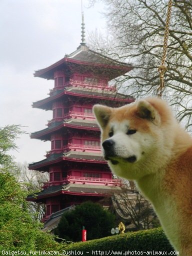 Photo d'Akita inu