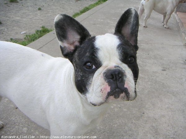 Photo de Bouledogue franais