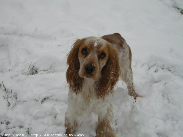 Photo de Cocker anglais