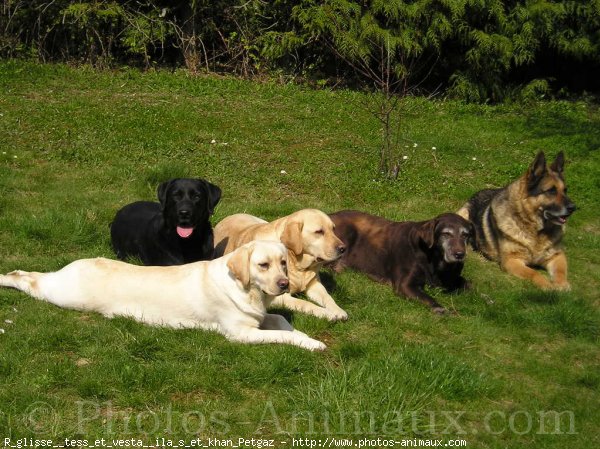 Photo de Labrador retriever