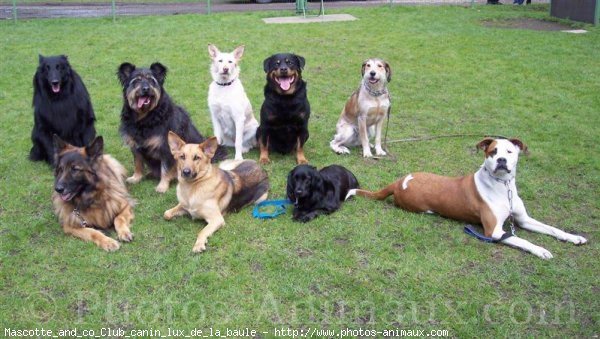 Photo de Races diffrentes