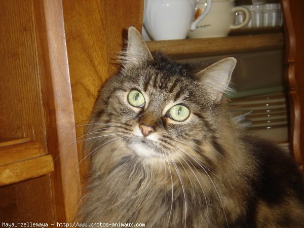 Photo de Maine coon