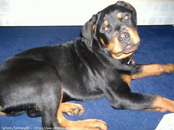 Photo de Rottweiler