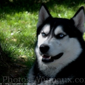 Photo de Husky siberien