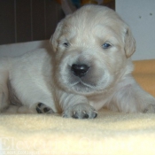 Photo de Golden retriever