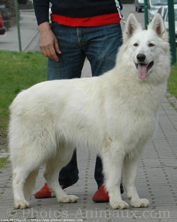 Photo de Berger blanc suisse