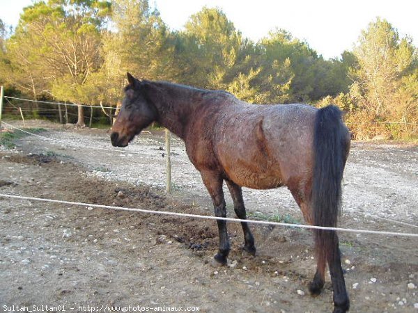 Photo de Races diffrentes