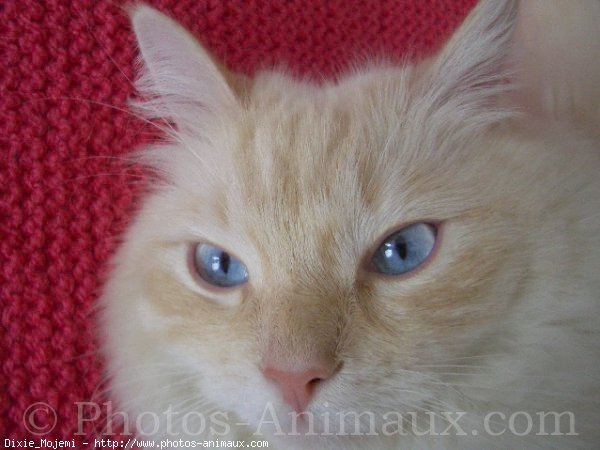 Photo de Ragdoll