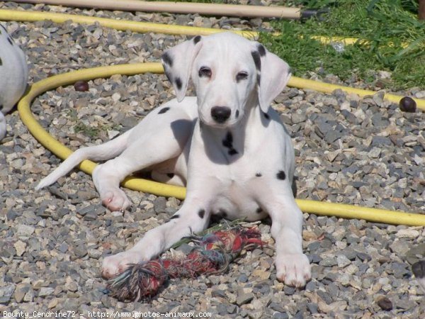 Photo de Dalmatien