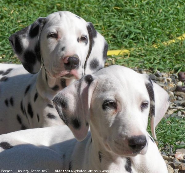 Photo de Dalmatien