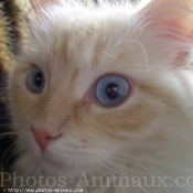 Photo de Ragdoll