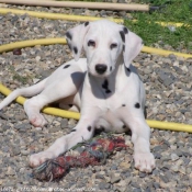 Photo de Dalmatien