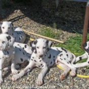 Photo de Dalmatien