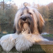 Photo de Lhassa apso