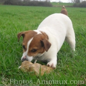 Photo de Jack russell terrier