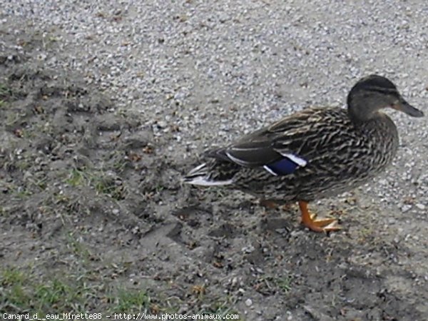 Photo de Canard