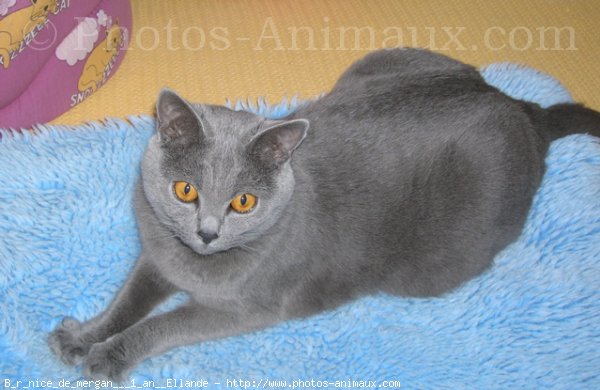 Photo de Chartreux