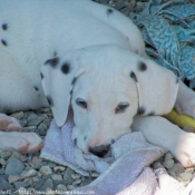 Photo de Dalmatien