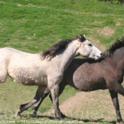 Photo de Races diffrentes