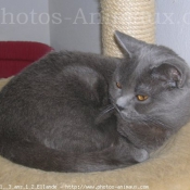 Photo de Chartreux