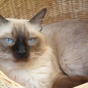 Photo de Sacr de birmanie