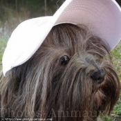 Photo de Lhassa apso